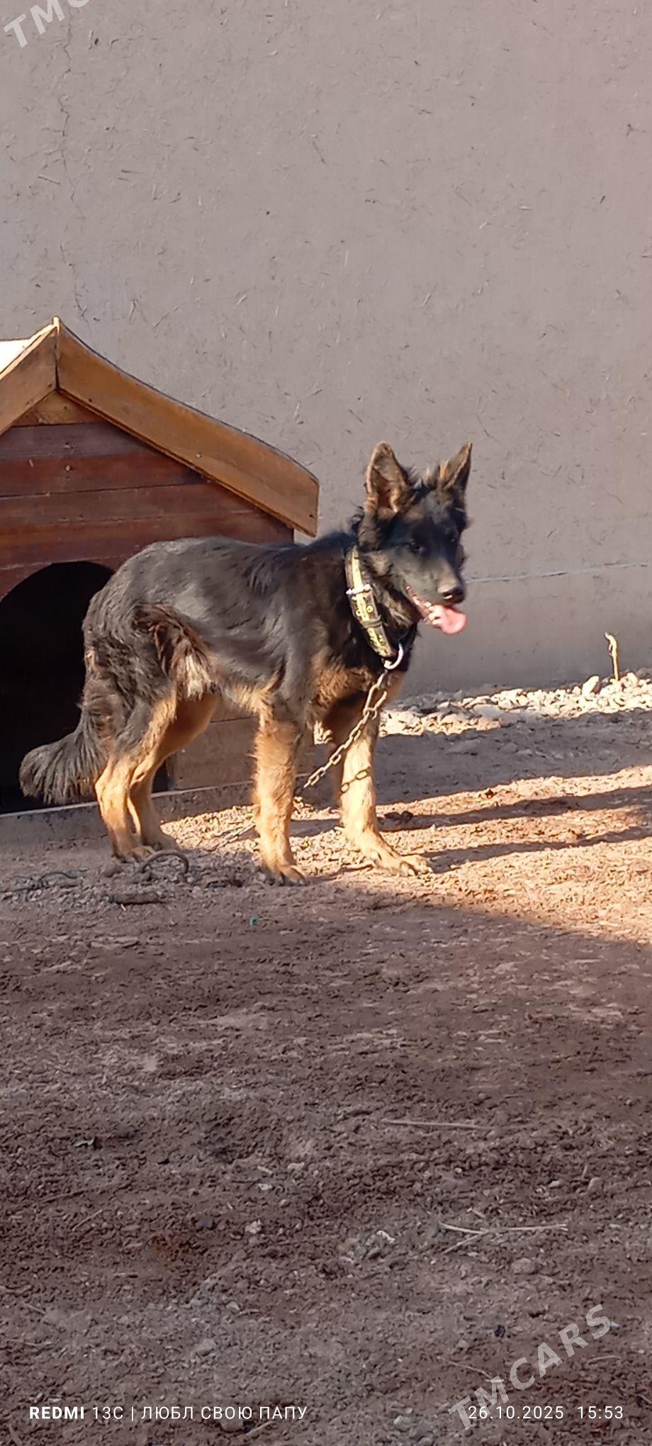 неметски афчарка - Губадаг - img 1