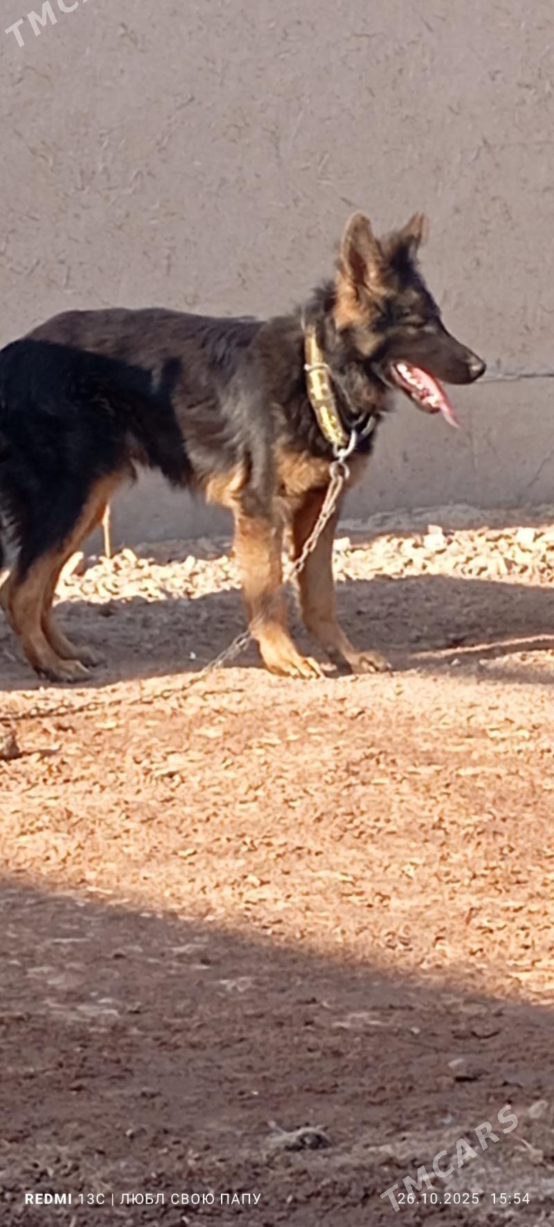 неметски афчарка - Губадаг - img 2