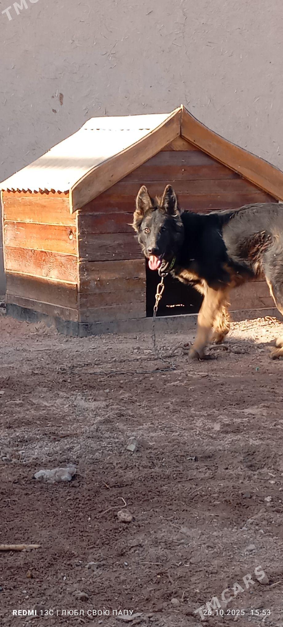 неметски афчарка - Губадаг - img 3