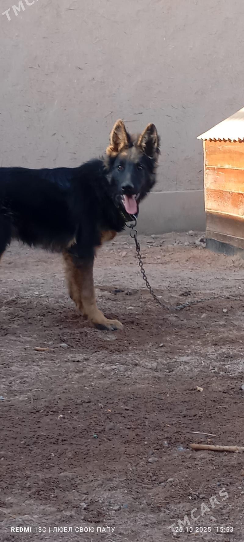 неметски афчарка - Губадаг - img 4