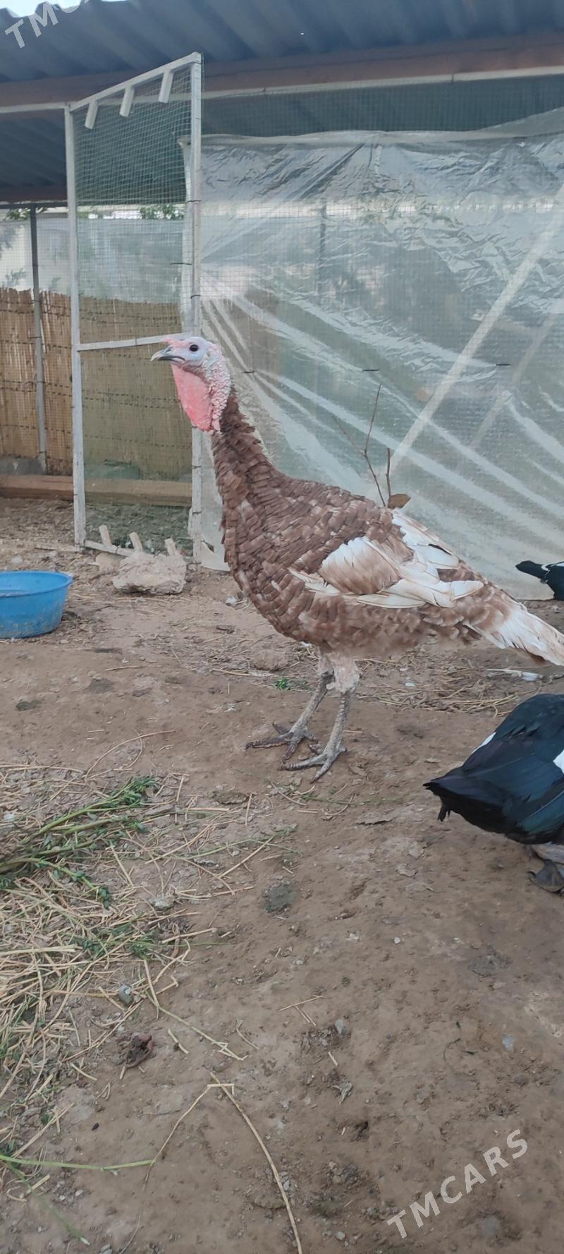 owgan indyuк индюшка - Gökdepe - img 2