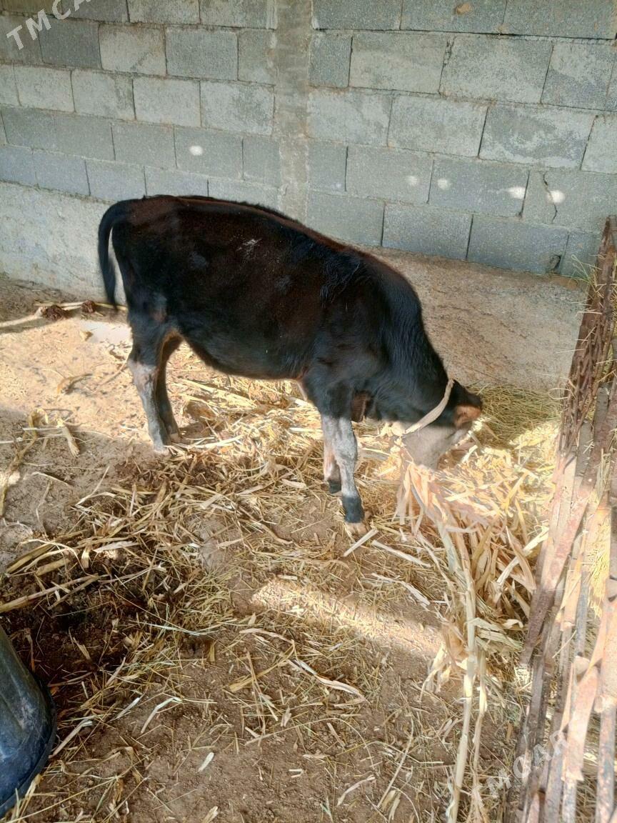 öküz - Гёкдепе - img 1