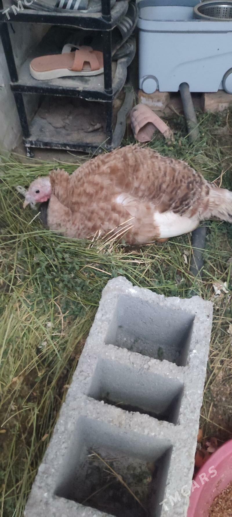 owgan indyuк индюшка - Gökdepe - img 5