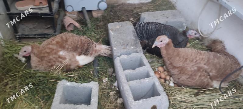 owgan indyuк индюшка - Gökdepe - img 6