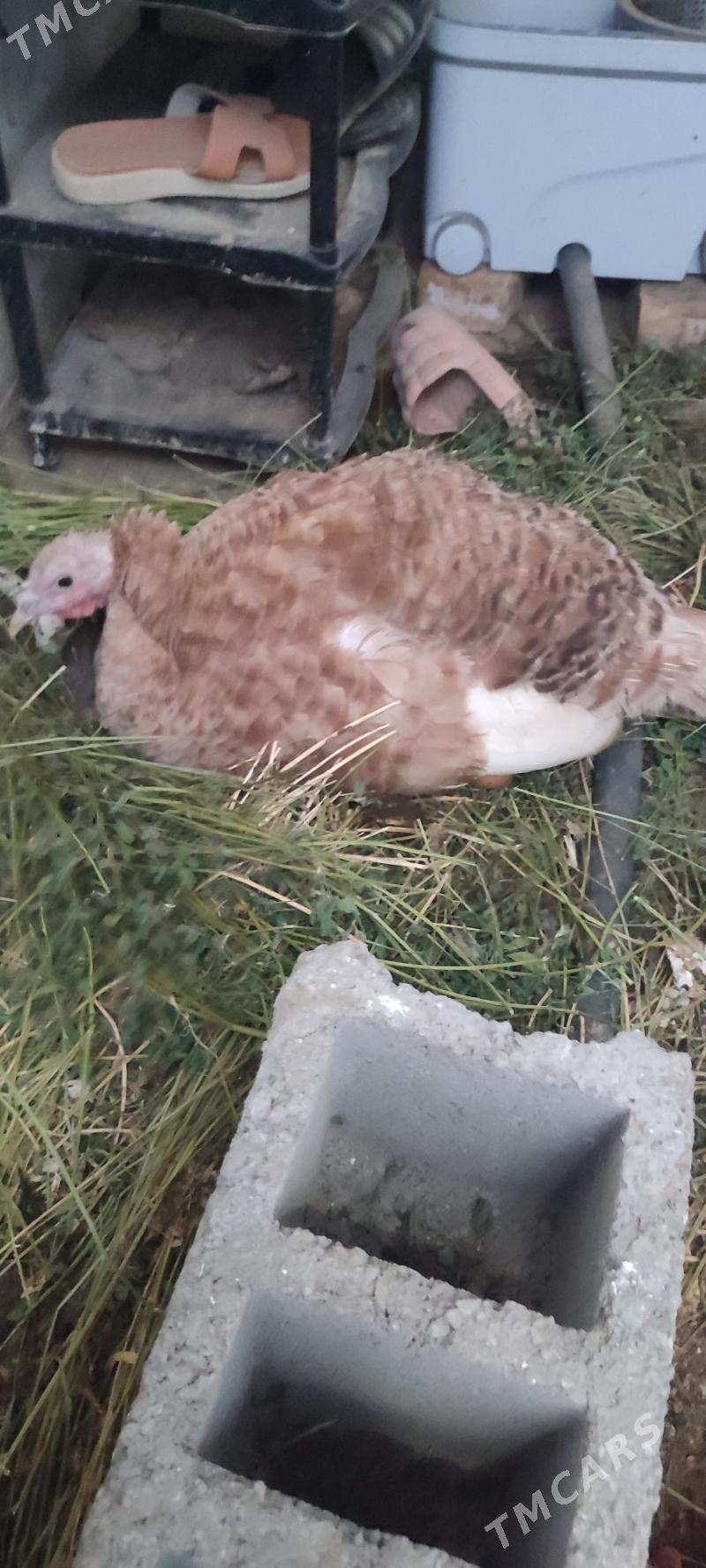 owgan indyuк индюшка - Gökdepe - img 3