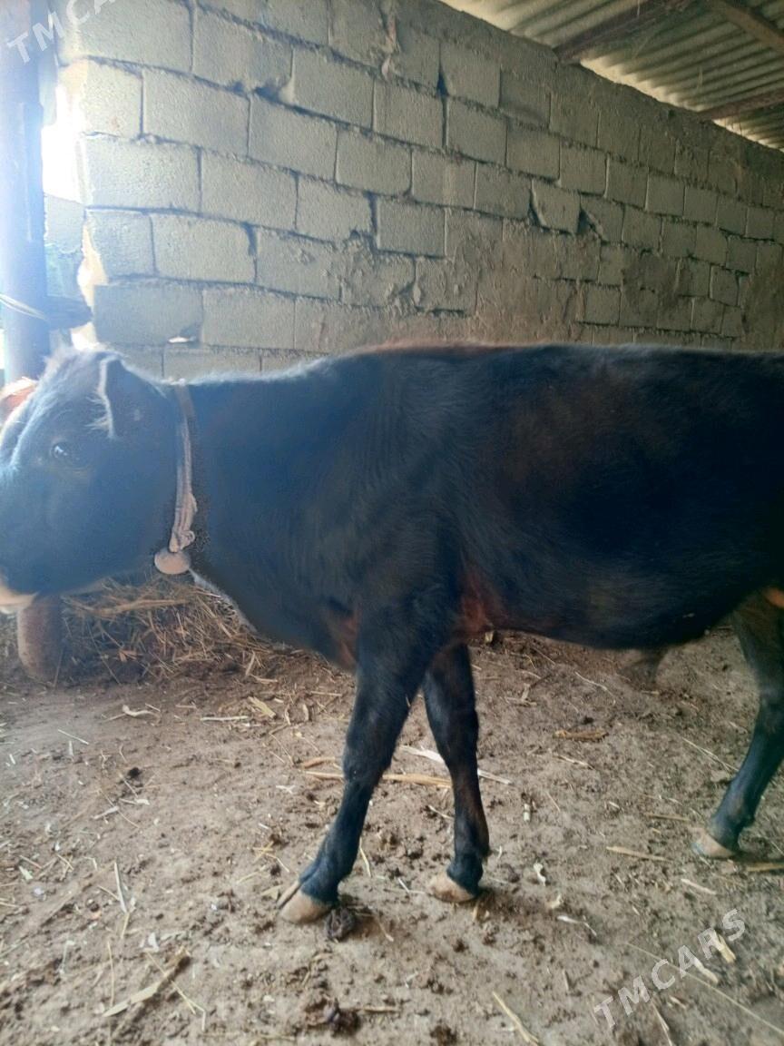 öküz - Гёкдепе - img 3