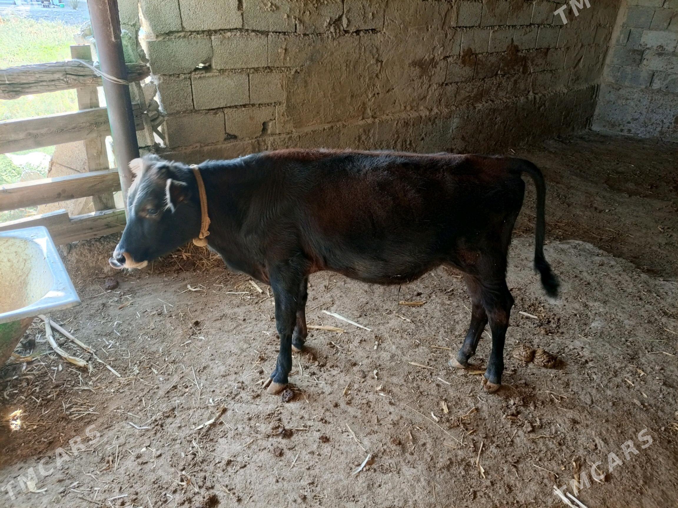 öküz - Гёкдепе - img 4