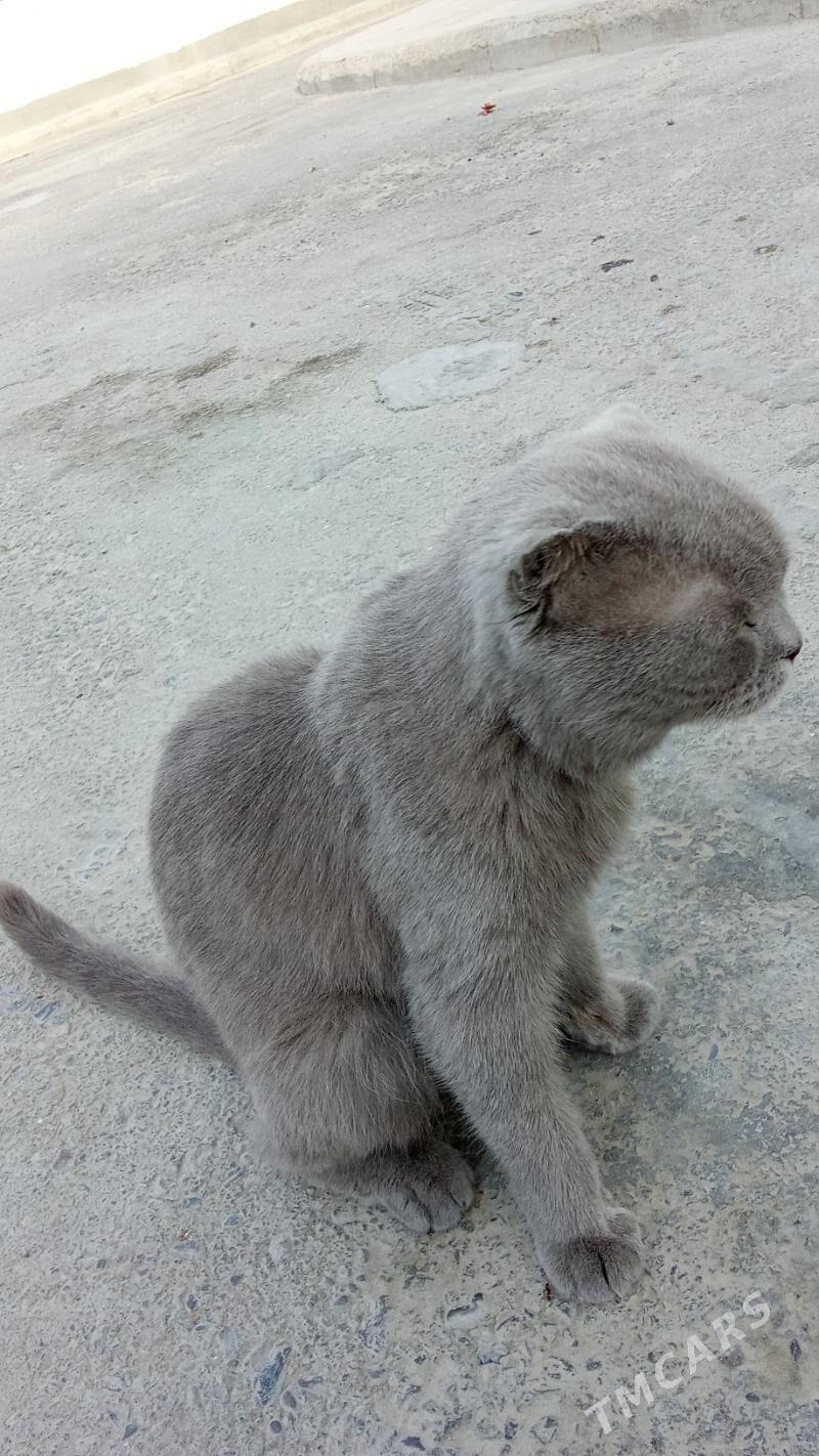 pişik - Büzmeýin - img 1