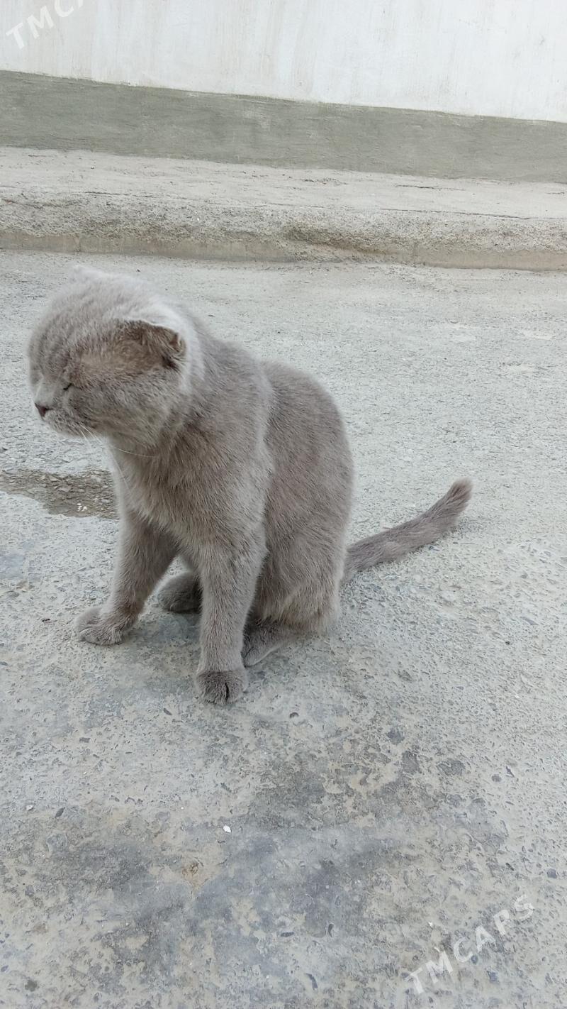 pişik - Büzmeýin - img 2