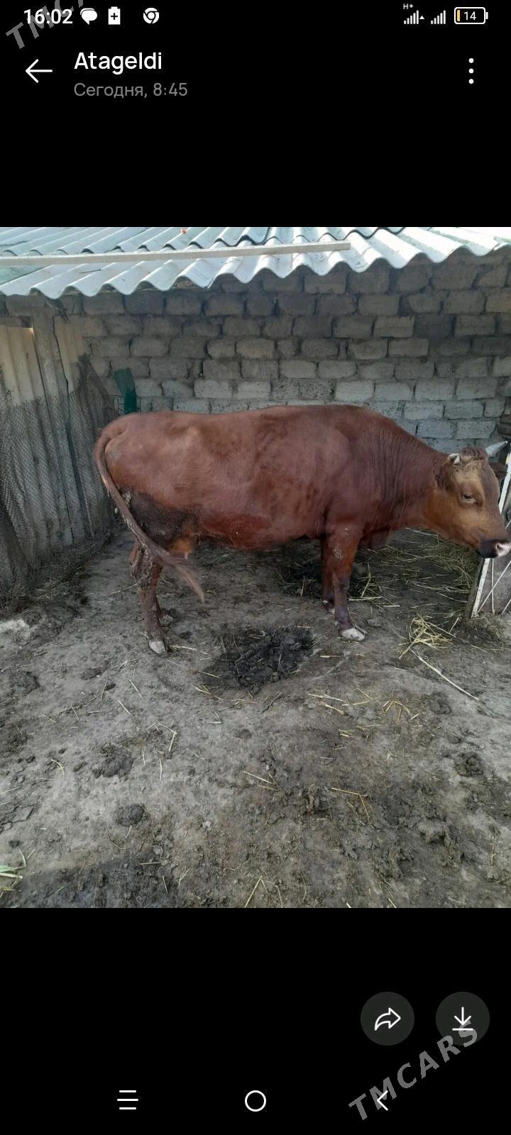 semiz sygyr - Ak bugdaý etraby - img 2