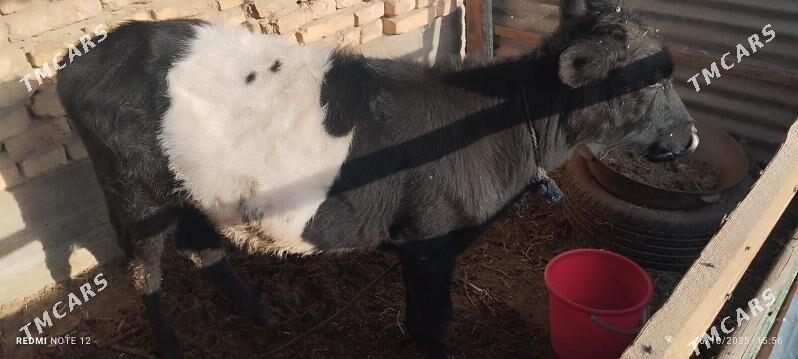 Tuwe - Tejen - img 2