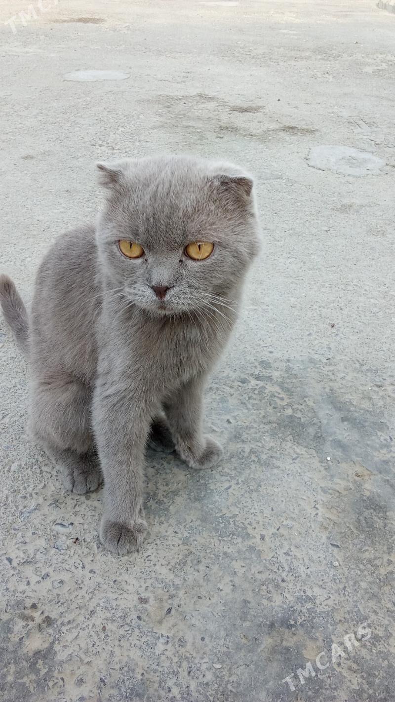 pişik - Büzmeýin - img 3