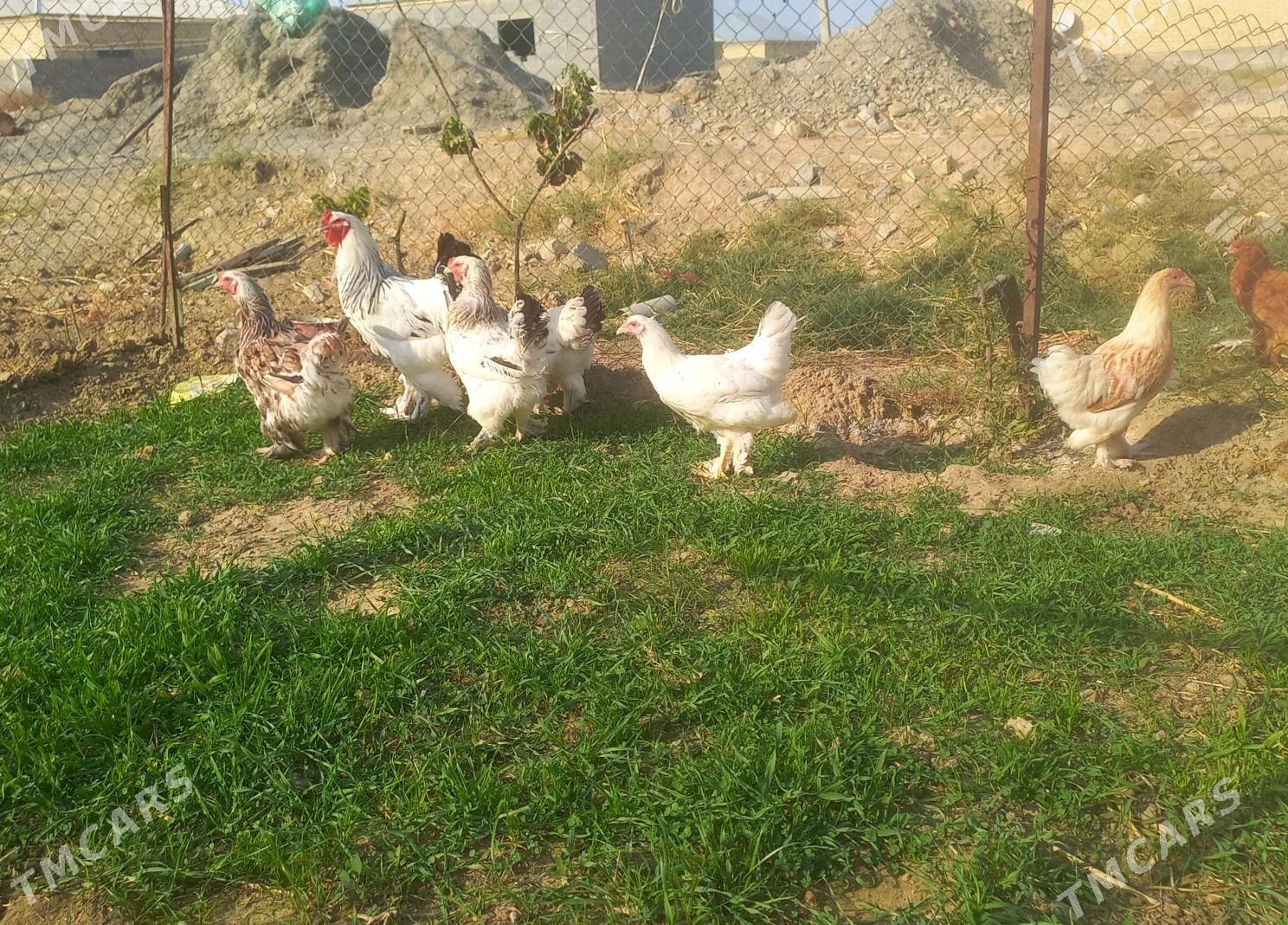 brama towuk - Gökdepe - img 2