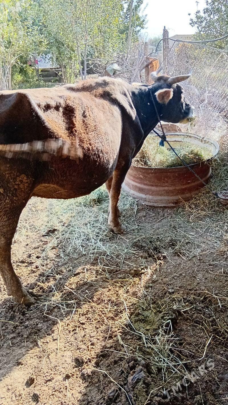 sygyr okuzçe - Kaka - img 2