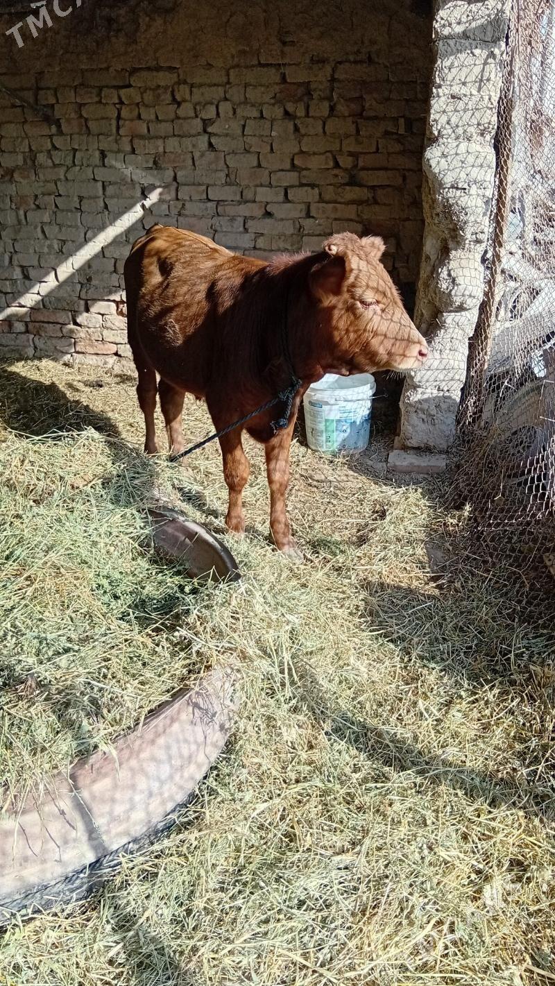 sygyr okuzçe - Kaka - img 1