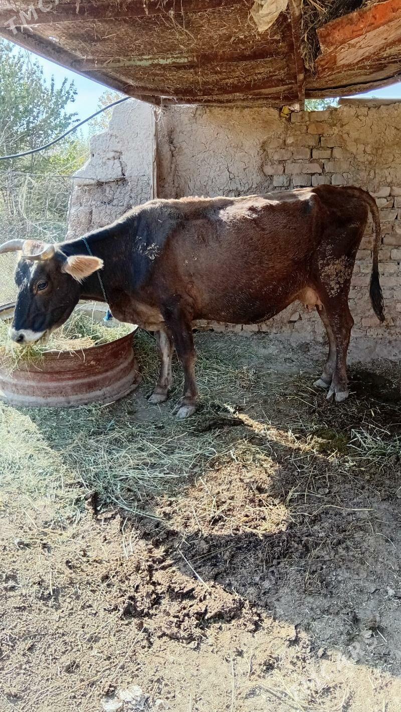 sygyr okuzçe - Kaka - img 3
