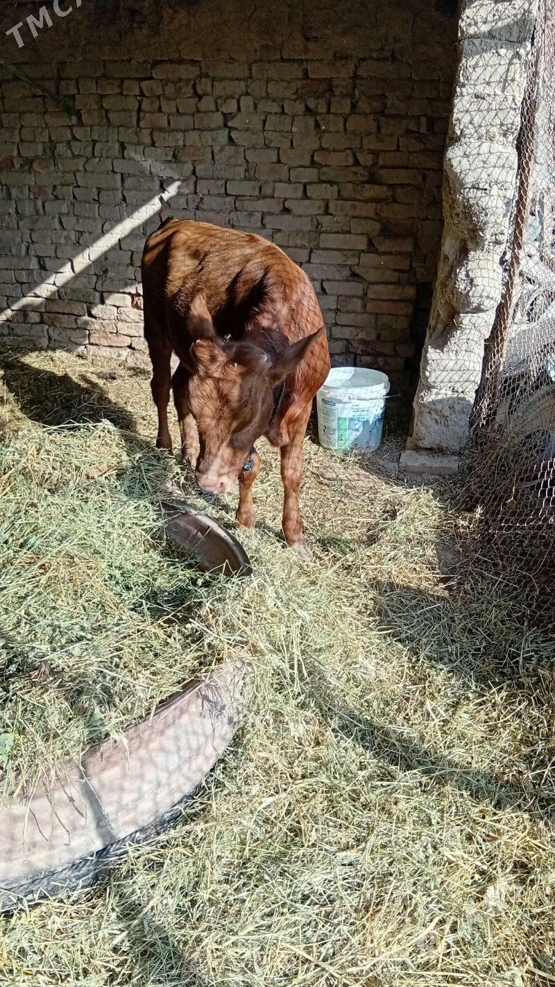 sygyr okuzçe - Kaka - img 4