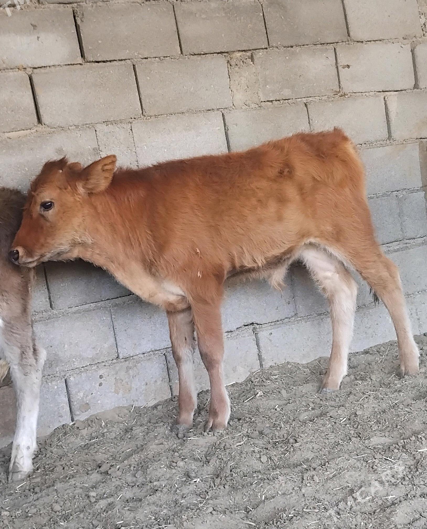 ŠWES OKUZ TUWE - Büzmeýin - img 2