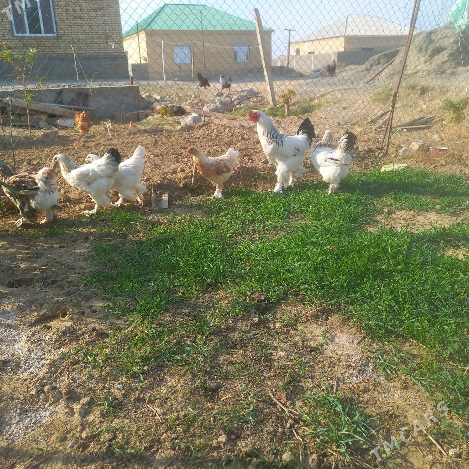 brama towuk - Gökdepe - img 3