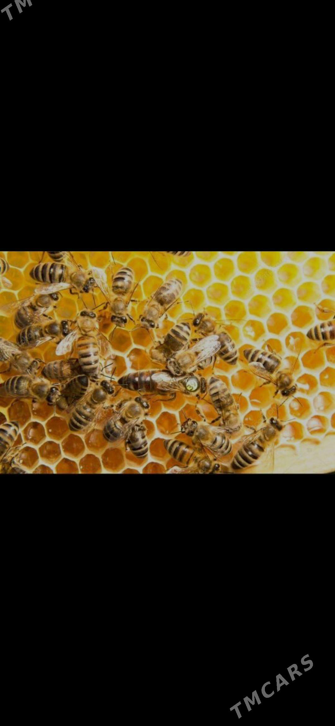 Ary bal - Векильбазар - img 2