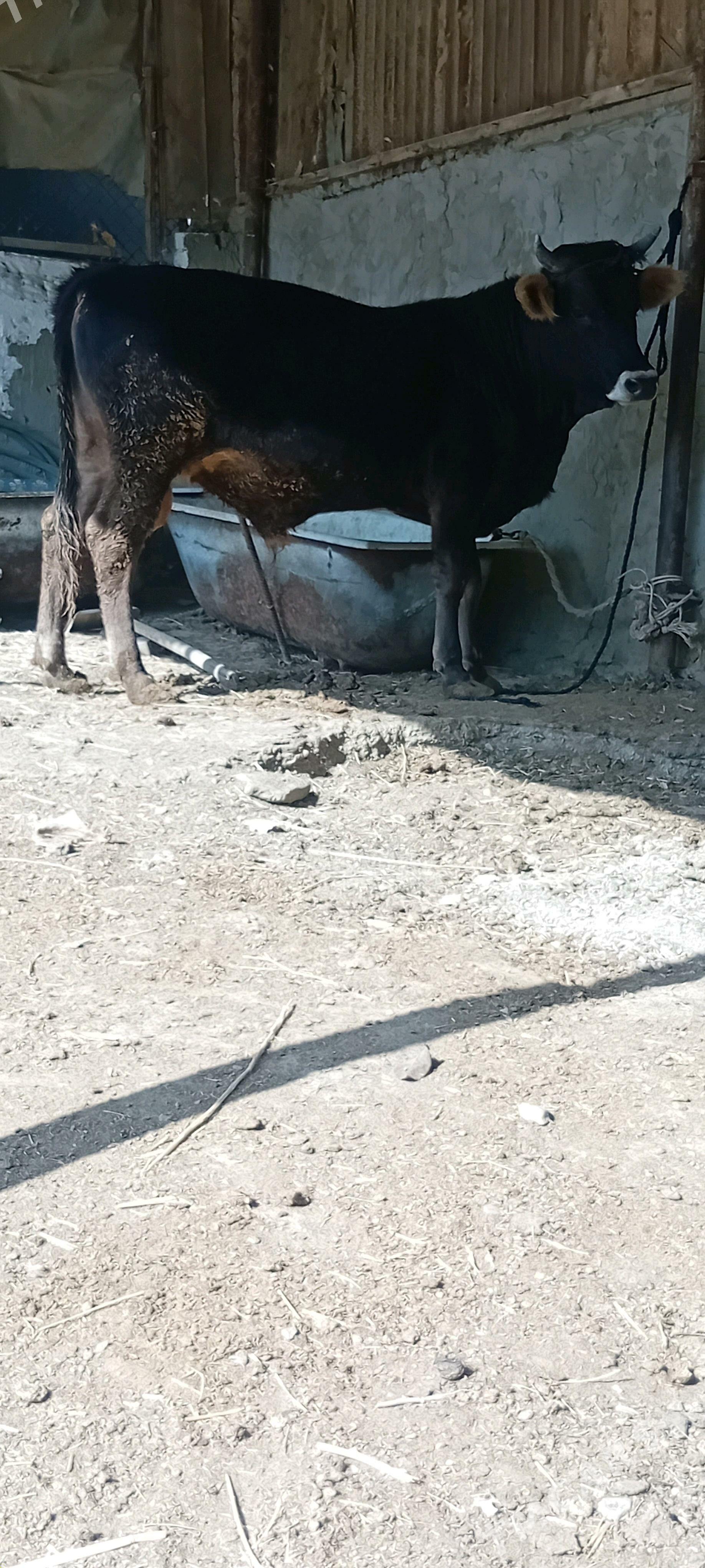 swes öküz - Bäherden - img 1
