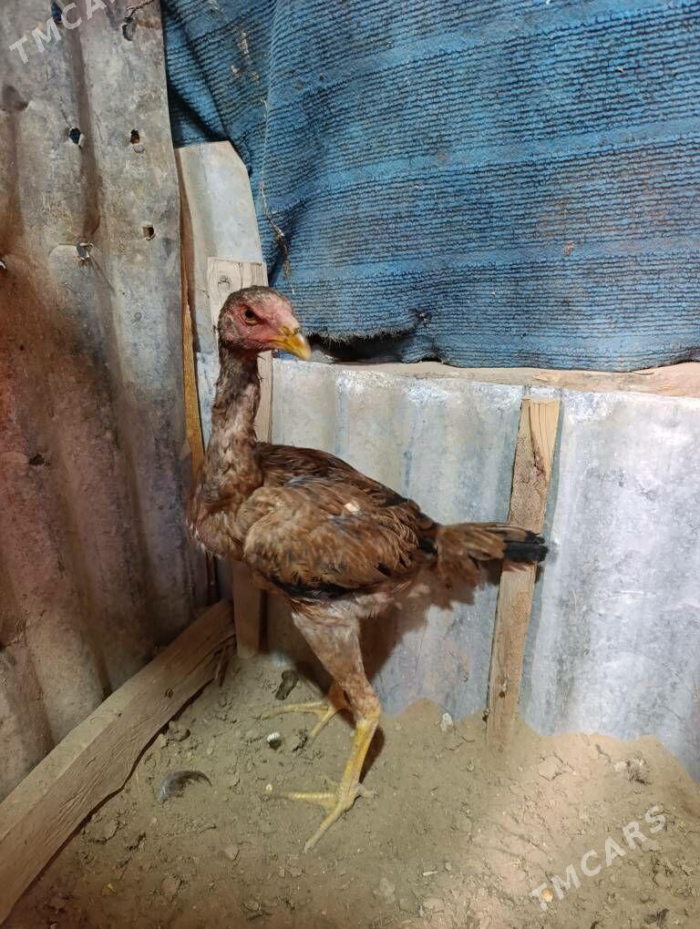 Taşknet Towuk - Tejen - img 2