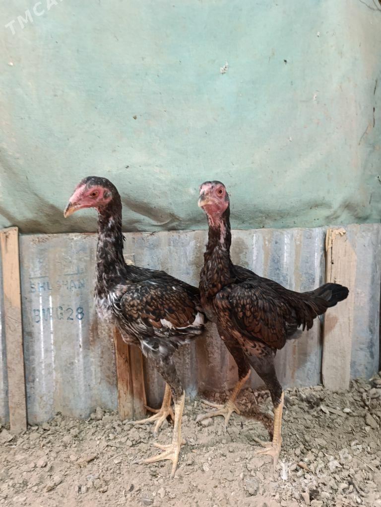 Taşknet Towuk - Tejen - img 5