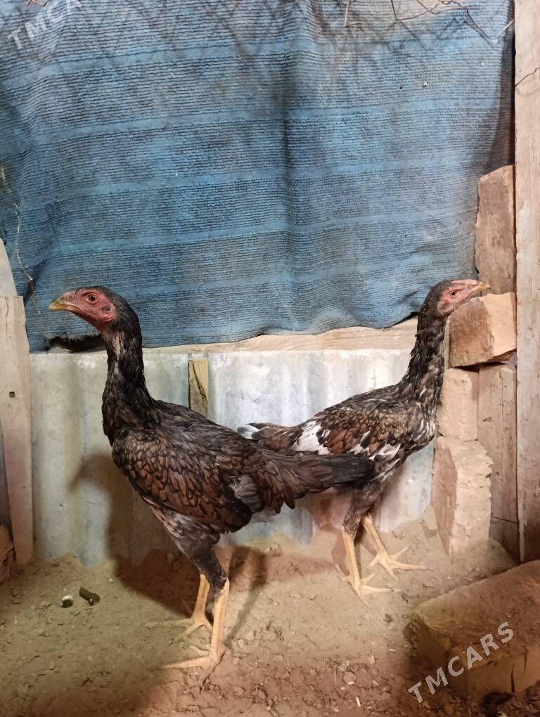 Taşknet Towuk - Tejen - img 4