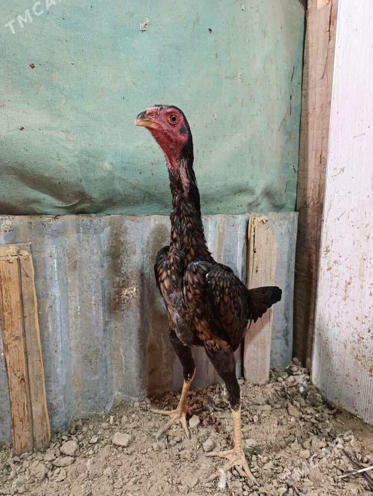 Taşknet Towuk - Tejen - img 3