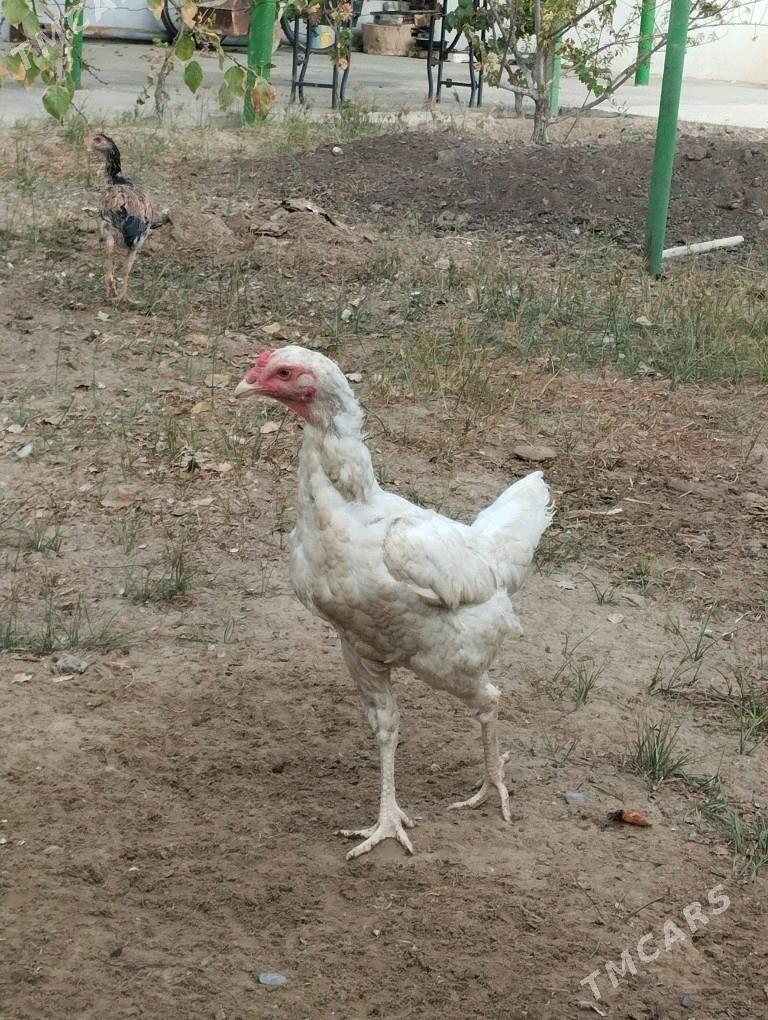taşkent mäki - Täze zaman - img 2