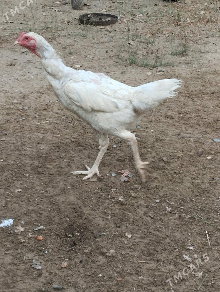 taşkent mäki - Täze zaman - img 3