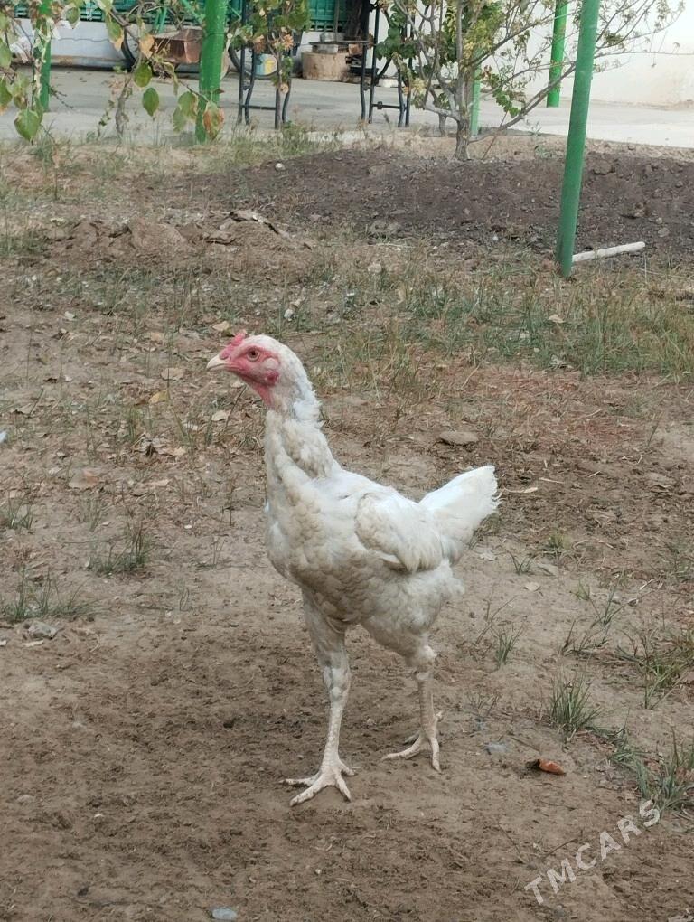 taşkent mäki - Täze zaman - img 1