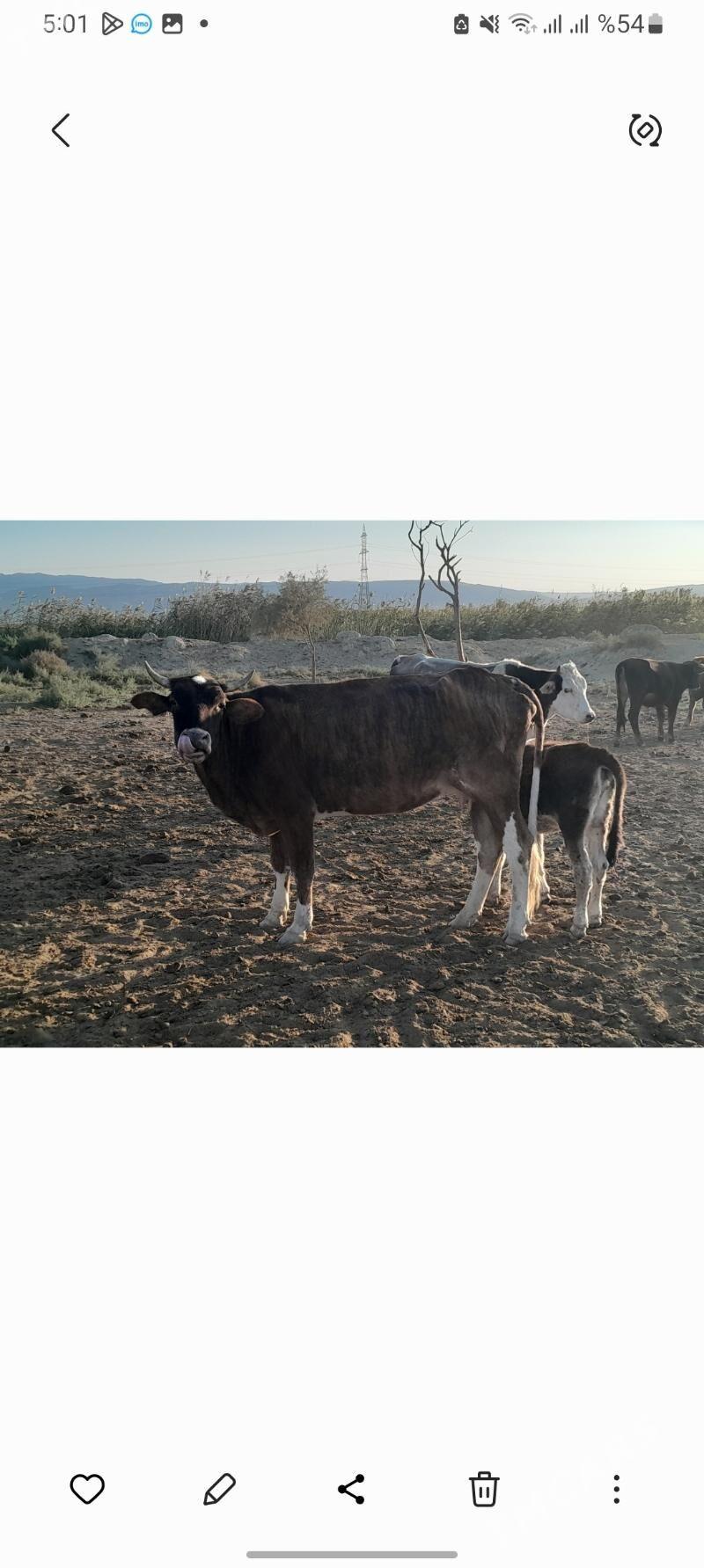 zebra sygyr - Гызыларбат - img 4