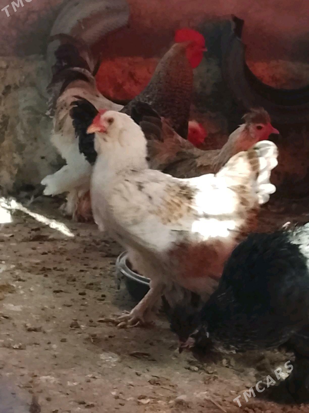 brama towuk - Бузмеин - img 2