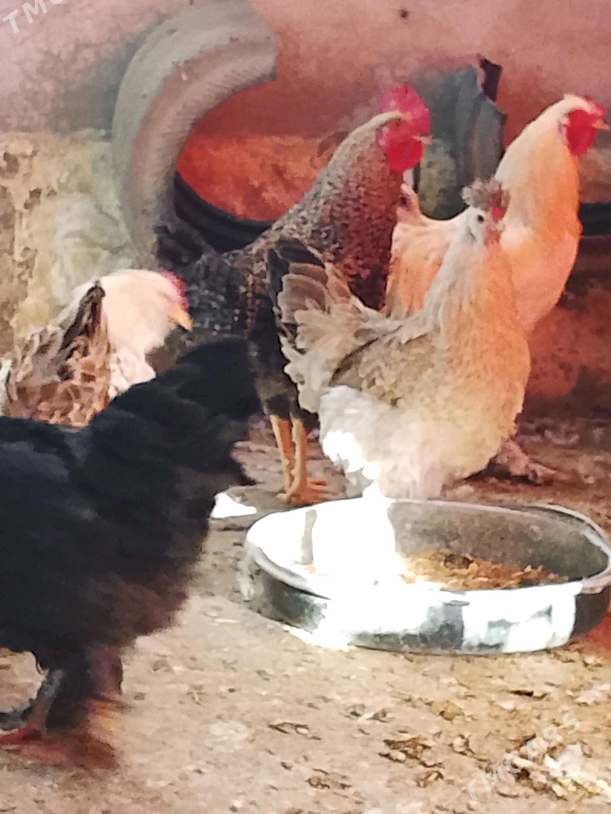 brama towuk - Бузмеин - img 3