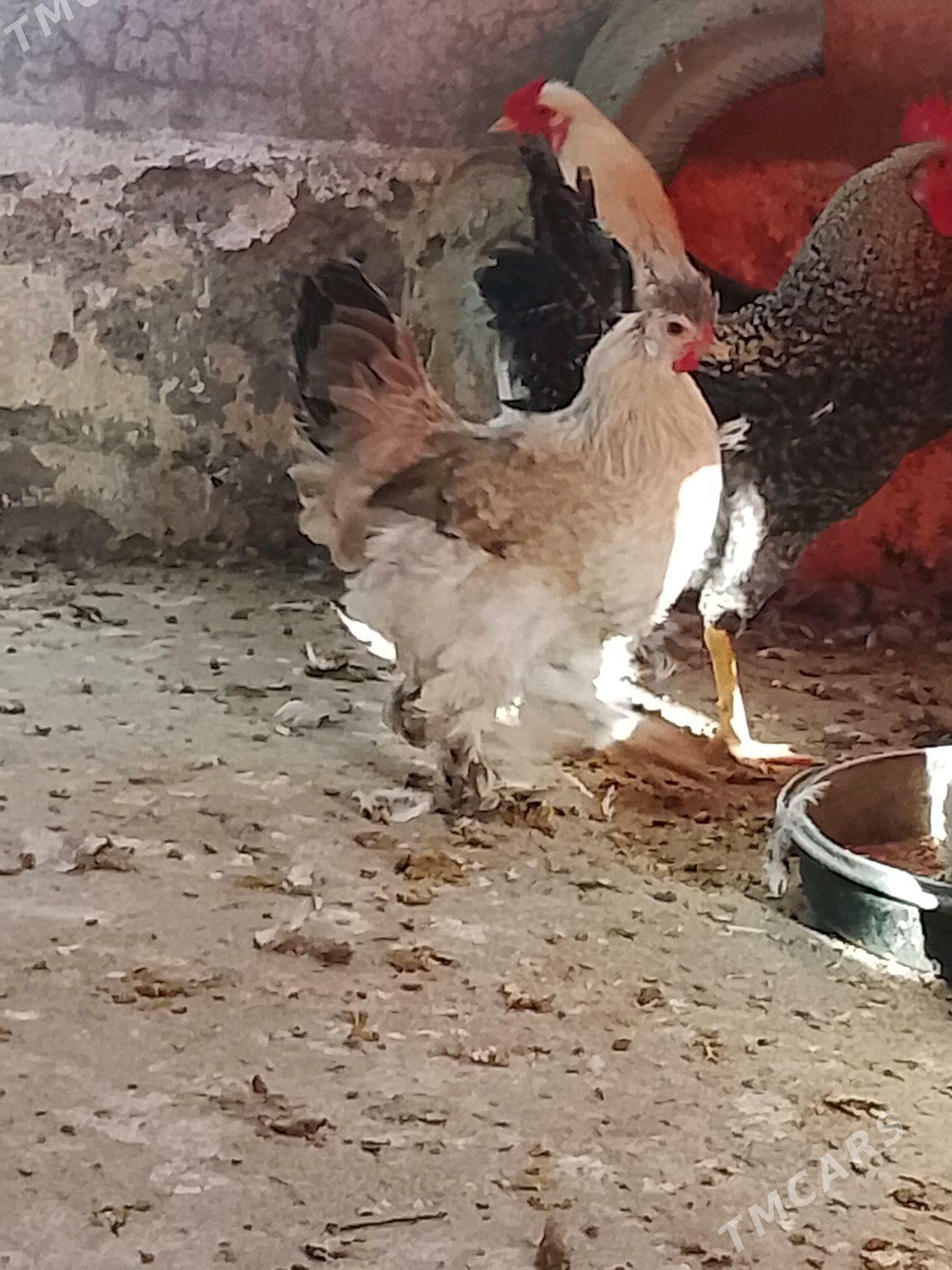 brama towuk - Бузмеин - img 4