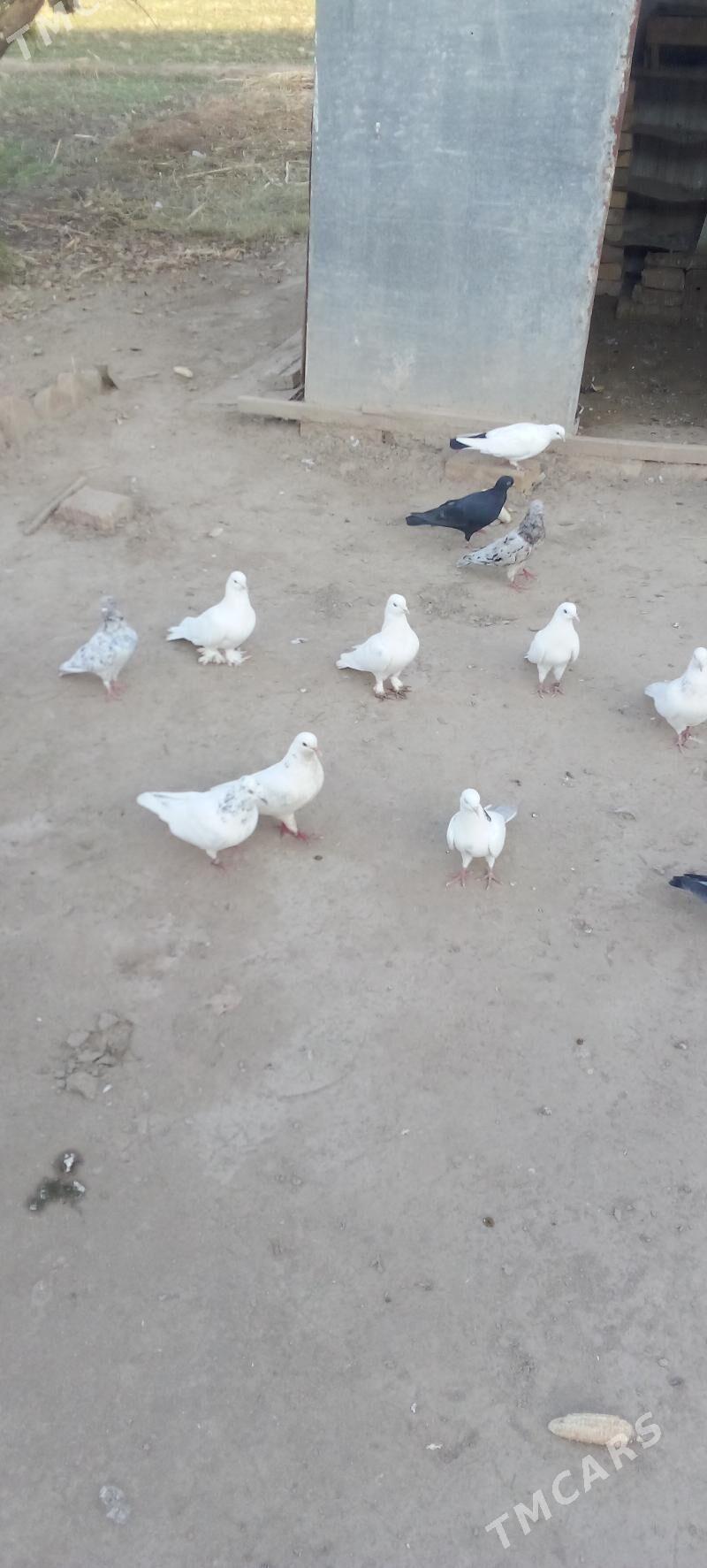 кепдер - Туркменабат - img 2