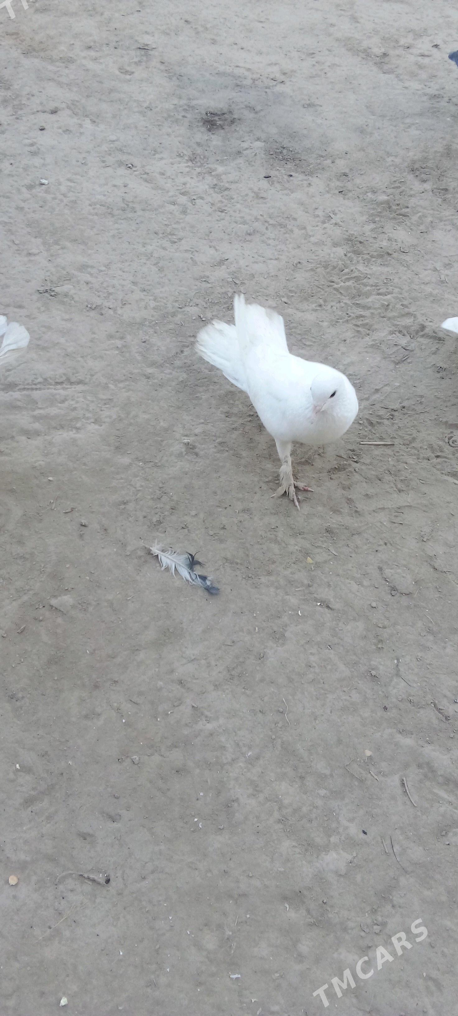 кепдер - Туркменабат - img 3