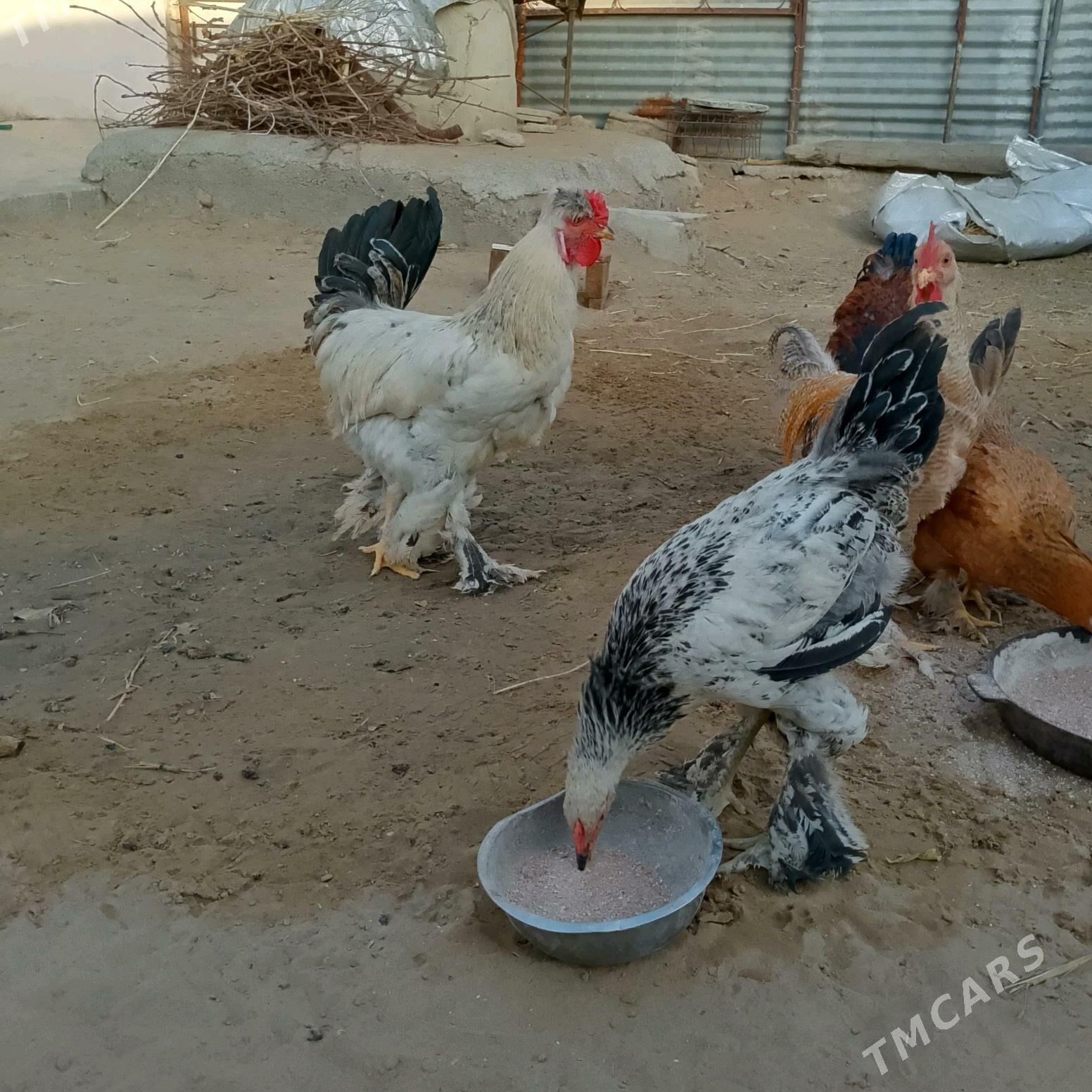 Towuklar - Ашхабад - img 3