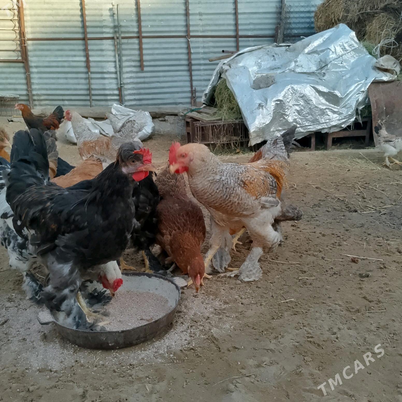 Towuklar - Ашхабад - img 4