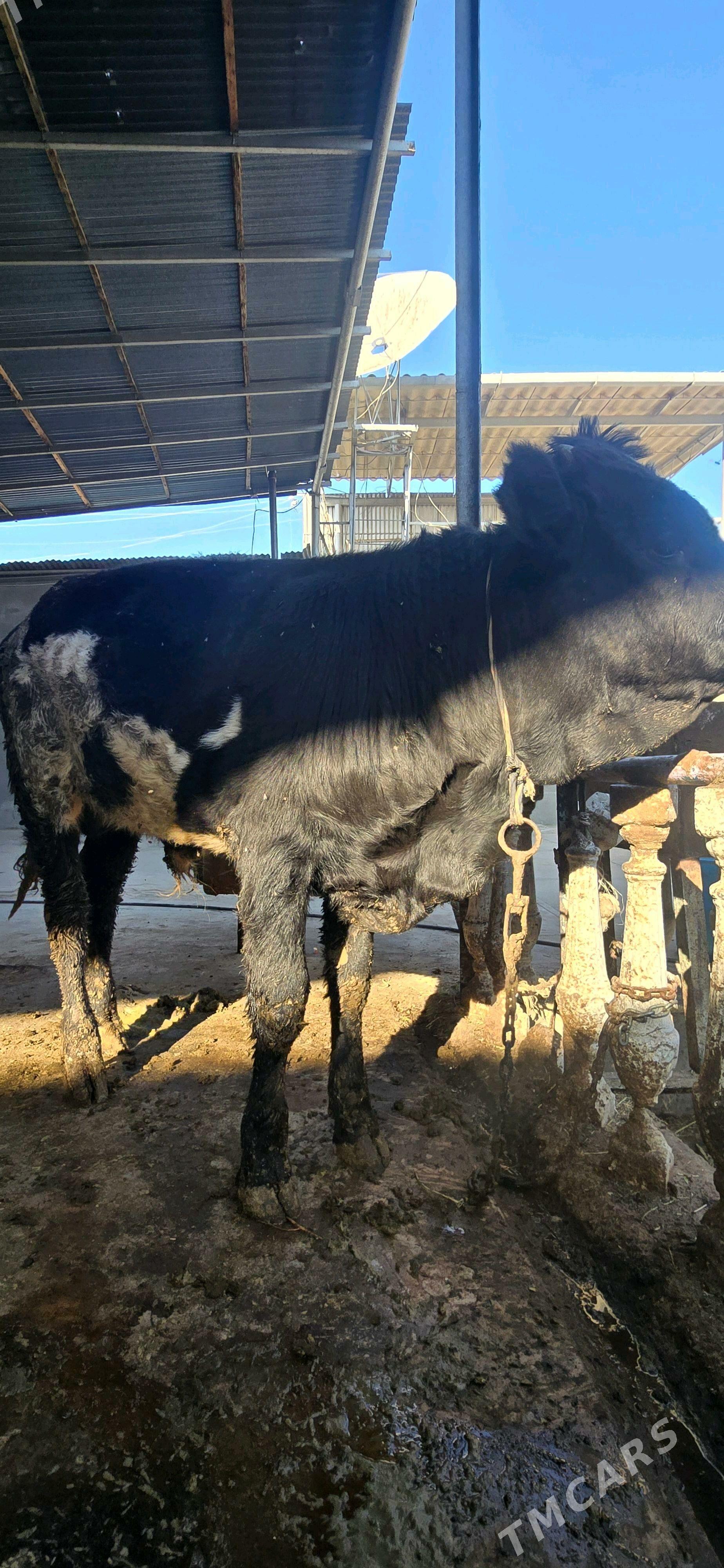 öküz - Бахарден - img 3