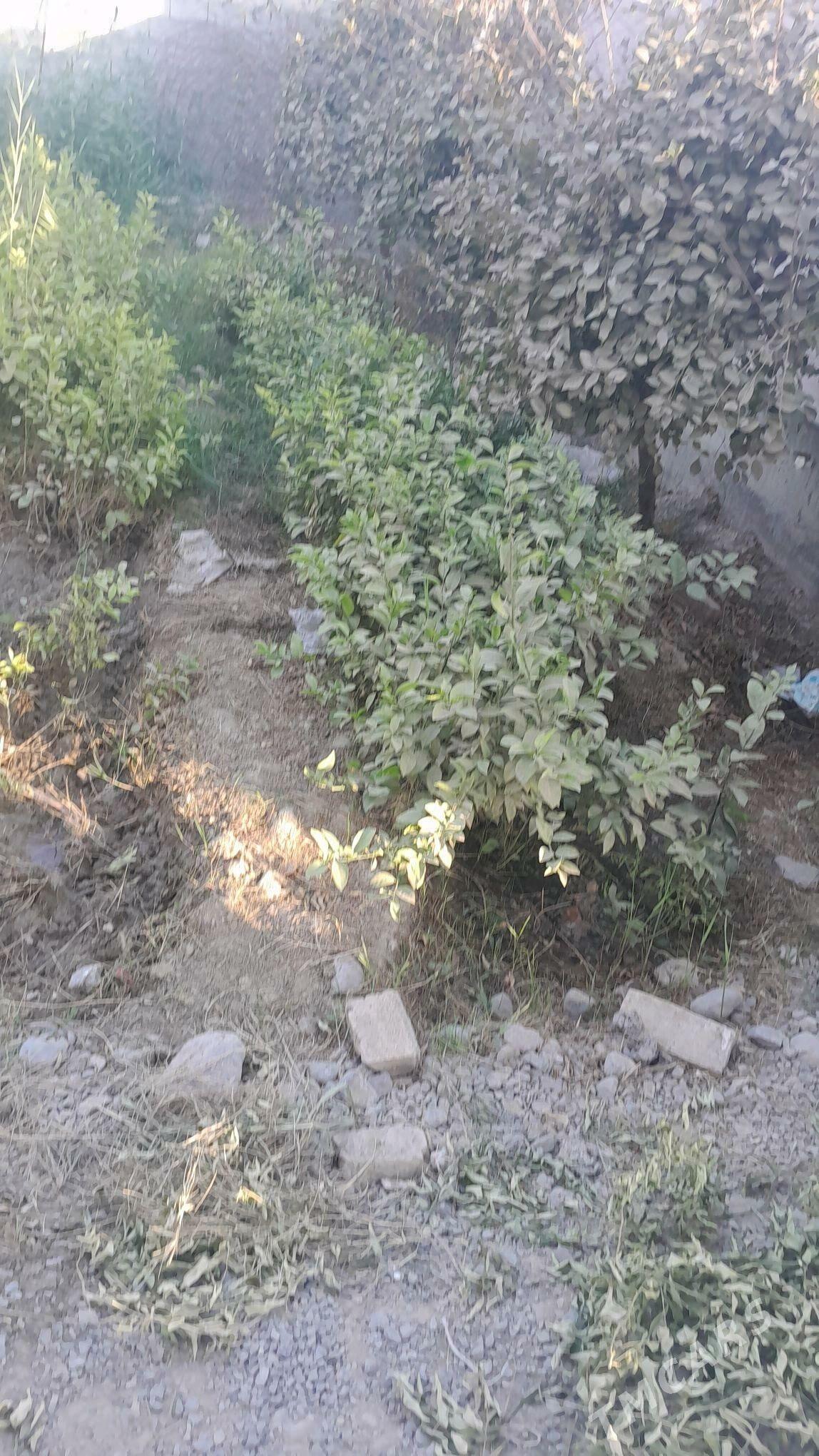 LIMON SITYL - Gökdepe - img 2