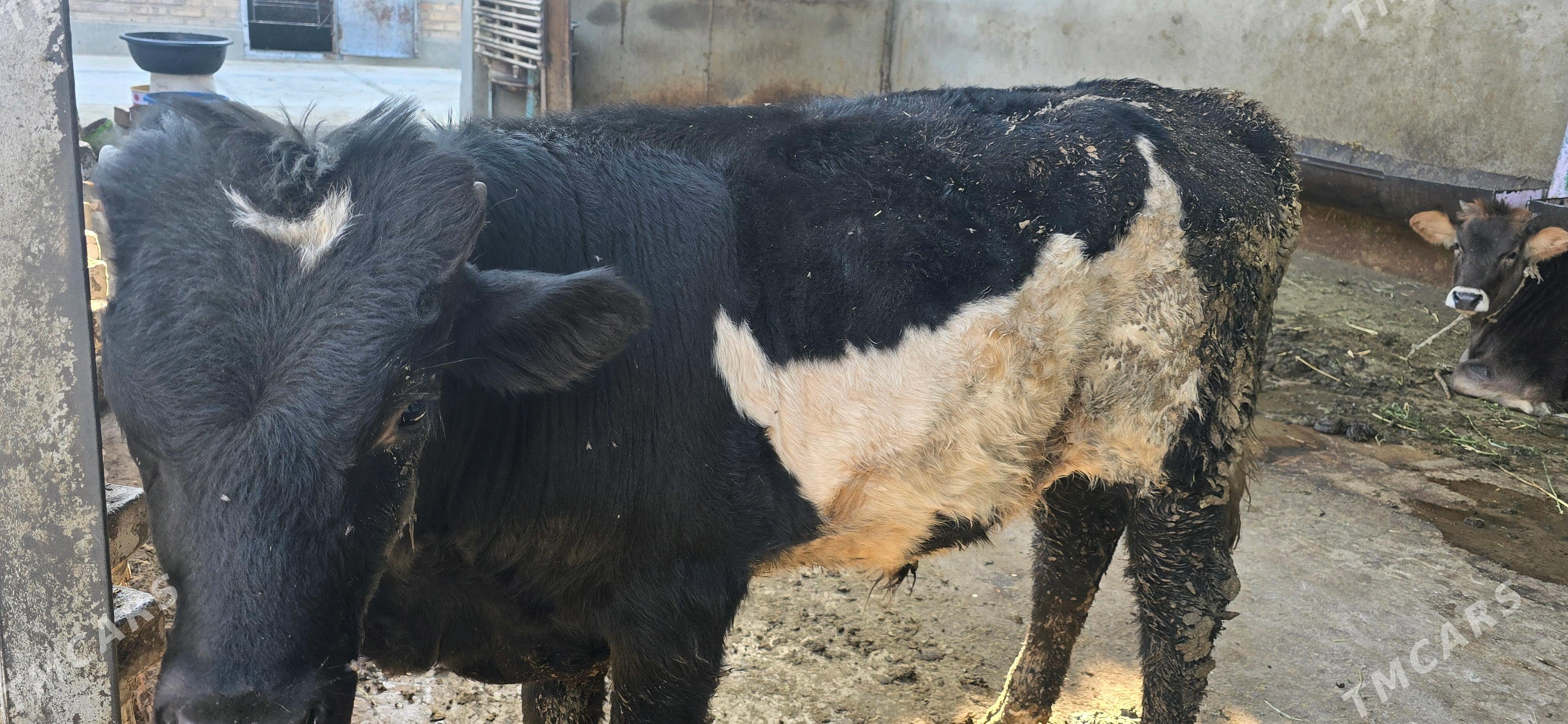 öküz - Бахарден - img 4