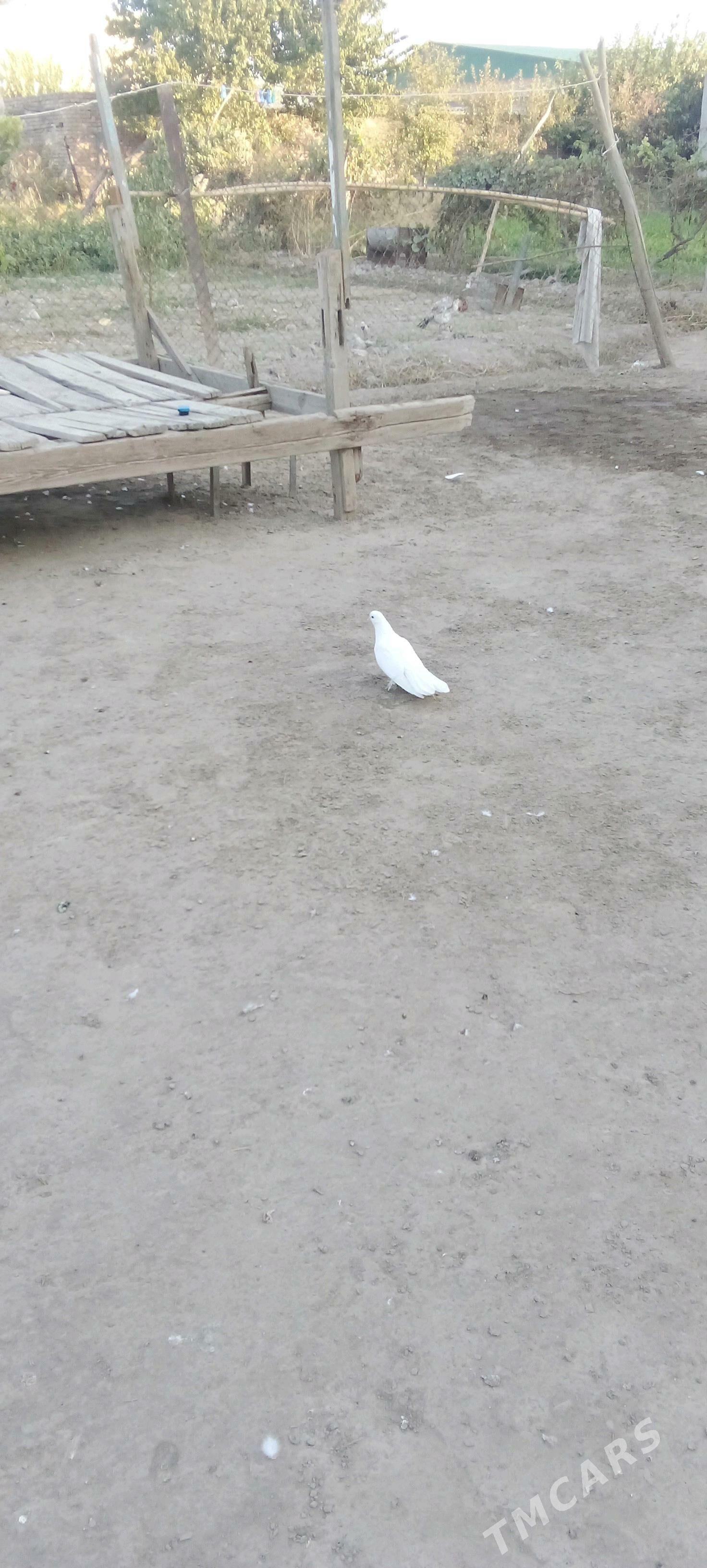 кепдер - Туркменабат - img 4