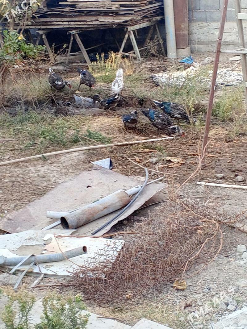 indiwutka - Gökje - img 2