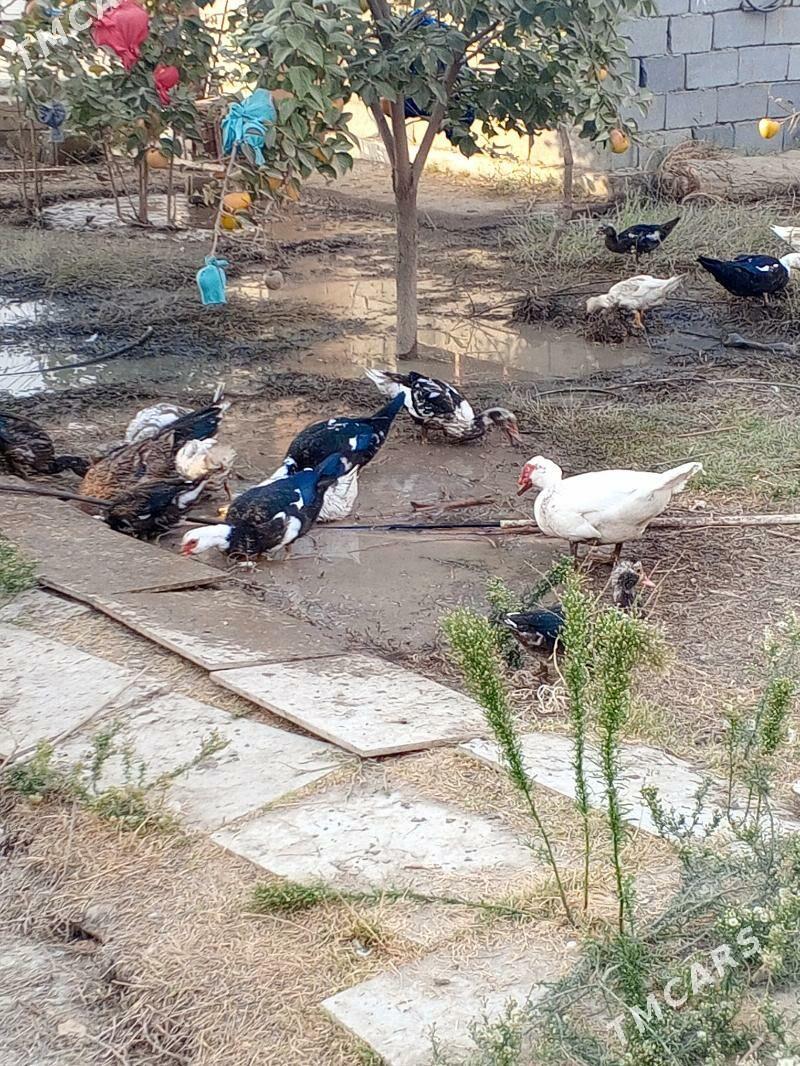 indiwutka - Gökje - img 3