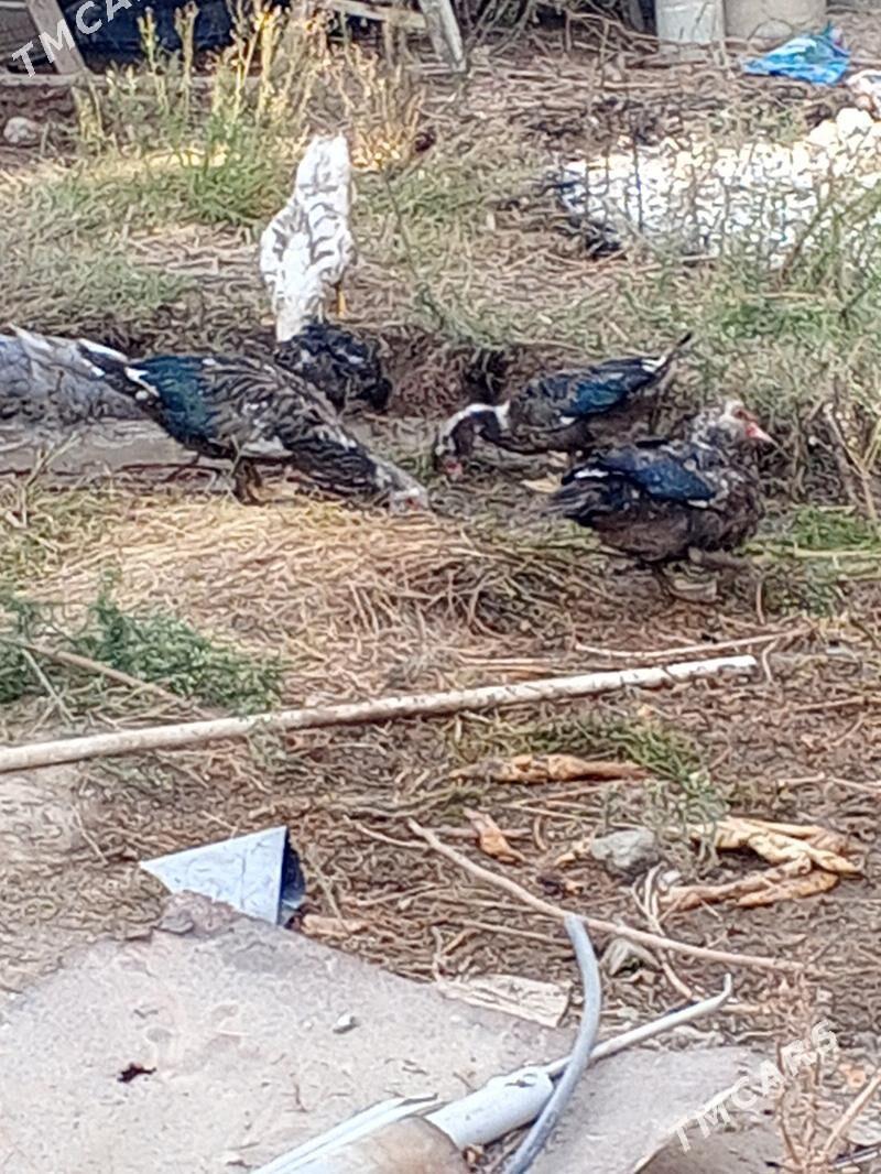 indiwutka - Gökje - img 1