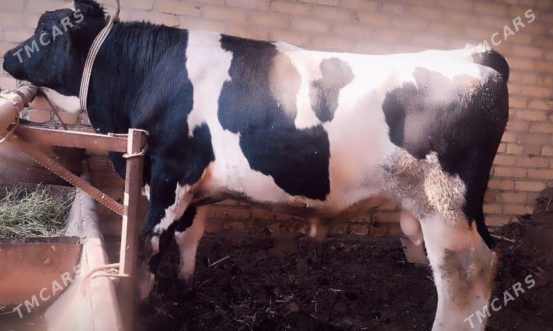 OKUZ CORNYÝ PÝOSTRA ARASSA - Çärjew - img 2