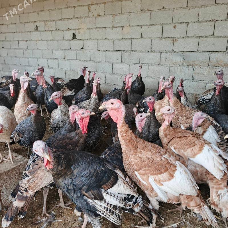 indukbet indukj - Bäherden - img 2