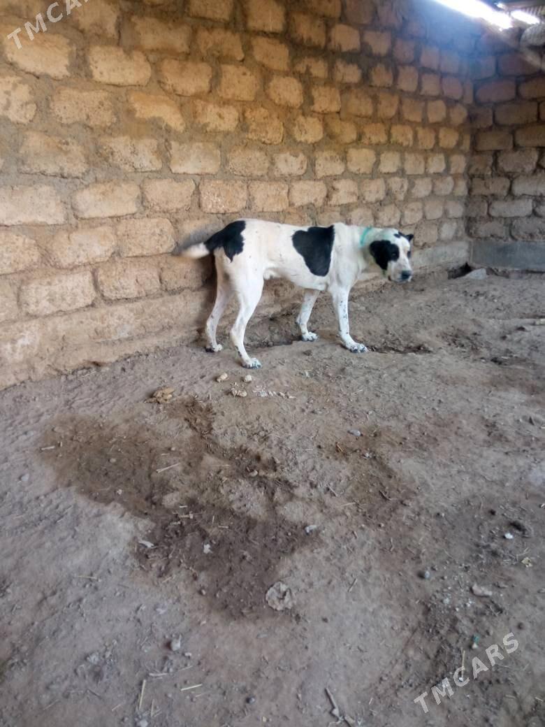 Turnen itleri - Ялкым - img 4